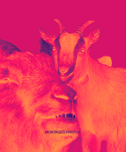 Montages et modifications de photos avec Photoshop pour impression site web 